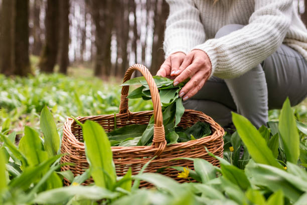 Woman picking wild garlic leaves into wicker basket in woodland stock photo