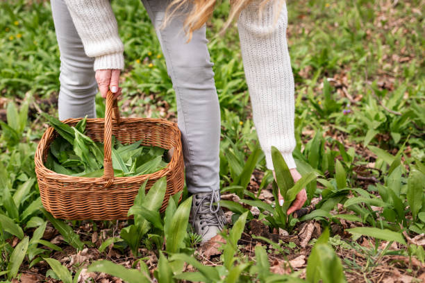 donna che raccoglie foglie di aglio selvatico in cesto di vimini nei boschi - herbal medicine nature ramson garlic foto e immagini stock