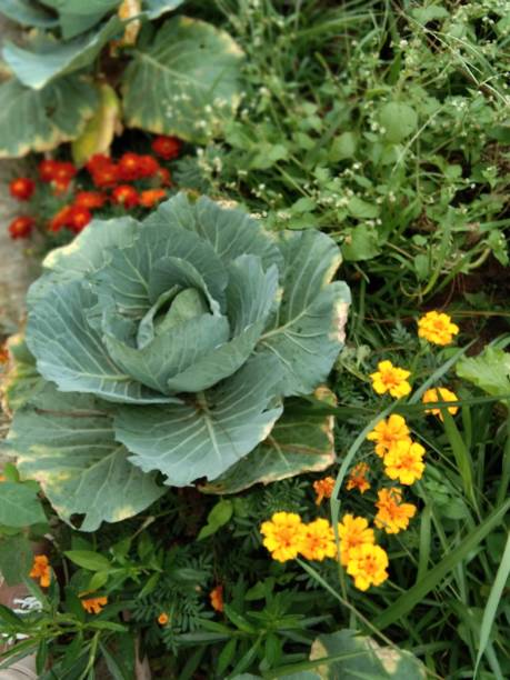 istock Flowers and vegetables 1377799946