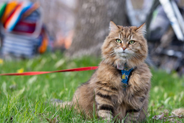 domestic cat in high grass area looking at camera - sibirisk katt bildbanksfoton och bilder