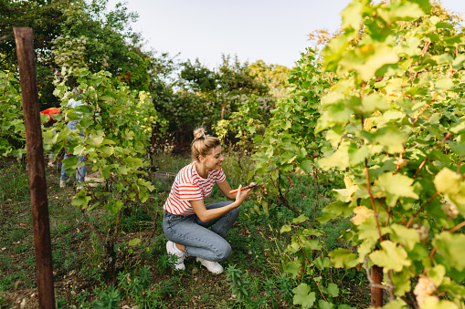 Photo of a young woman picking grapes in the vineyard