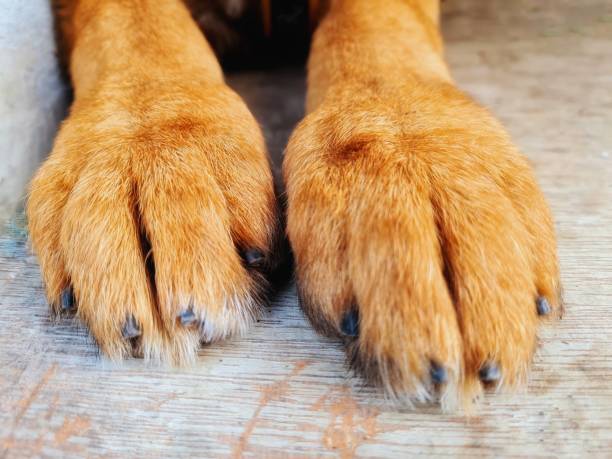 istock dog puppy paws in the foreground 1377807307
