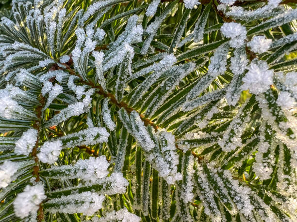 Frozen needles of a fir.