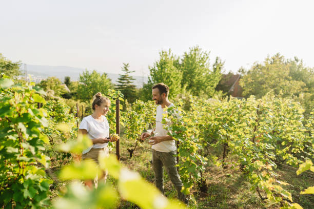istock Wine tasting in the vineyard 1377816215