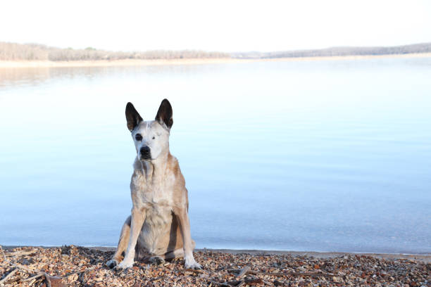 One eyed blind white face Australian red healer cattle dog sitting on beach at lake