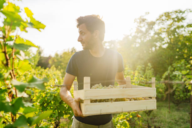 istock Young man carrying a crape full of grapes 1377827101