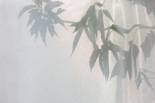 Shot of leaves shadow seeing through the white transparent fabric