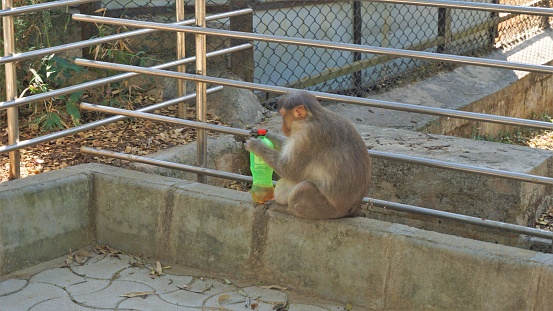 Bangalore,Karnataka,India-February 01 2022: Pregnant indian macaque monkey stealing and drinking water from plastic bottle in Bannarghetta zoo, Bangalore, Karnataka, India