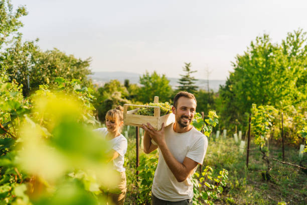 私たちのブドウ園で働く - winemaking ストックフォトと画像