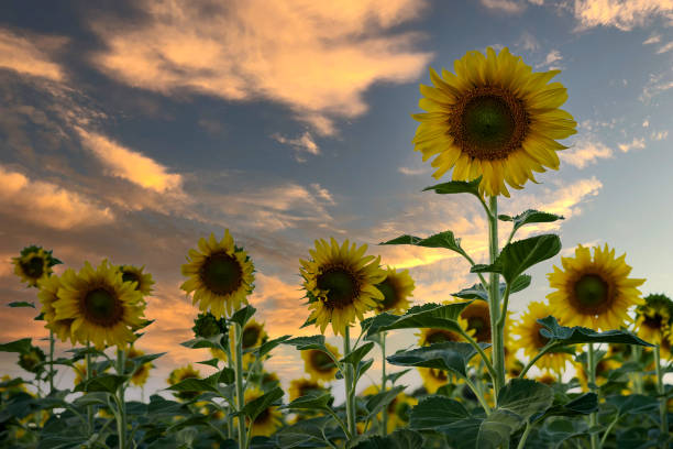 istock close-up, yellow sunflower 1377839526
