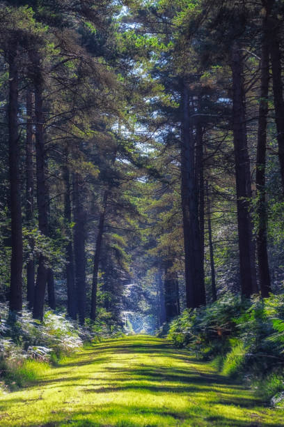 Forest in France Forest path in French Brittany foret de paimpont stock pictures, royalty-free photos & images