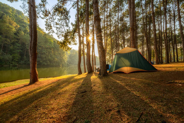 the beautiful scenery of a tent in a pine tree forest at pang oung, mae hong son province, thailand. - 陸地 地域 個照片及圖片檔