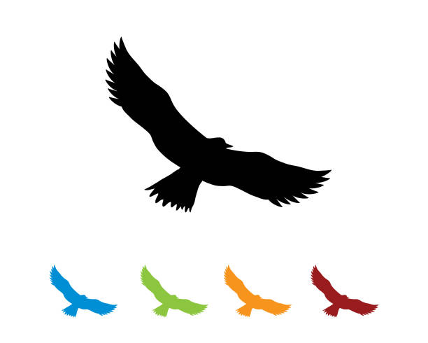 eagle silhouette in various color eagle silhouette in various color condor stock illustrations