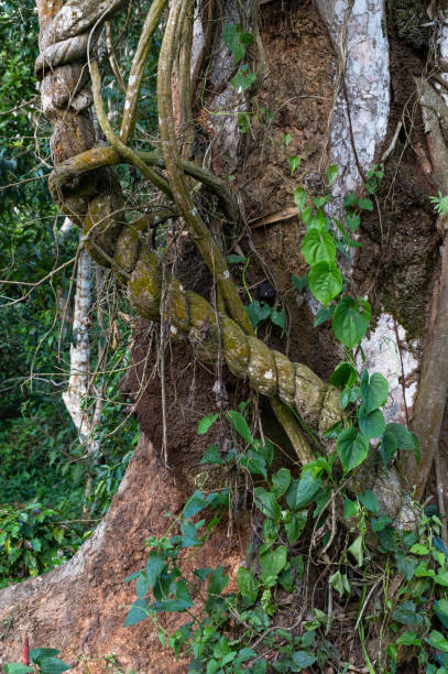 close-up of ayahuasca. ready to cook liana. bark of vine with mold. shamanic ceremonies in the valley of the amazon river. - spirituality eyesight space abstract imagens e fotografias de stock