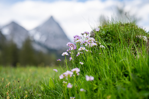Cuckoo flowers (Cardamine pratensis) in a meadow in the Austrian Alps, mountains in the background, cloudy day in summer