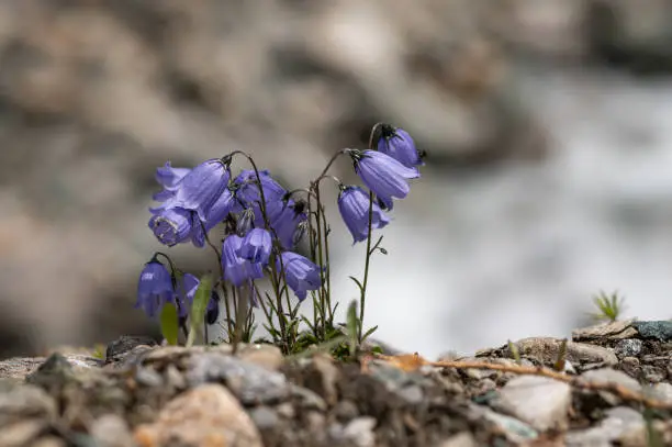 A small bellflower (Campanula scheuchzeri) in the Austrian Alps, sunny day in summer