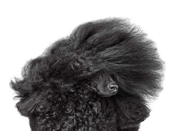 istock Black poodle like a rock star 1377867383