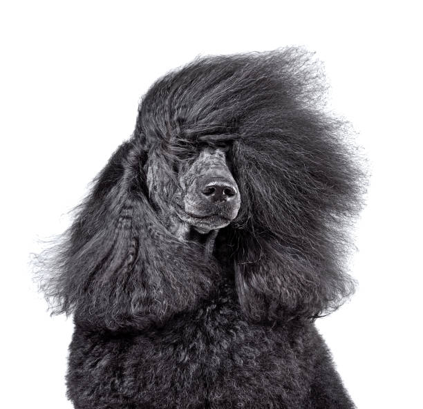 Close-up portrait of beautiful black poodle Close-up portrait of beautiful black poodle with blowing hair isolated on a white background cutting hair photos stock pictures, royalty-free photos & images