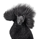 Close-up portrait of beautiful black poodle