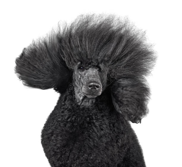 portret z bliska pięknego czarnego pudla - exhibition of dog zdjęcia i obrazy z banku zdjęć