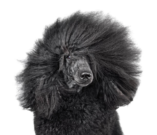 istock Black poodle like a rock star 1377867410