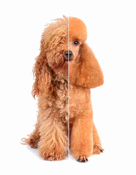 dog before and after grooming - kaniş stok fotoğraflar ve resimler