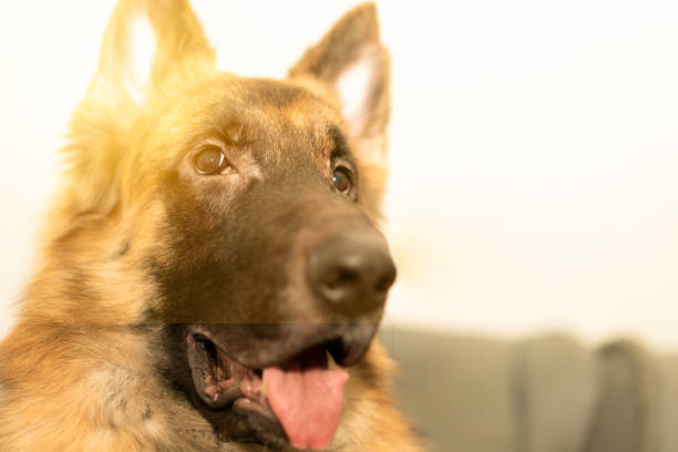 german shepherd portrait headshot indoor
