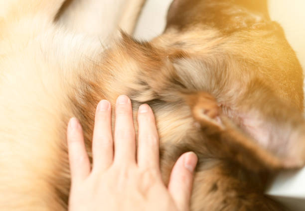 hand pet dog with love