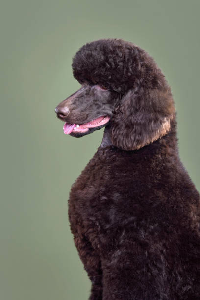 istock Portrait of chocolate standard poodle 1377869049