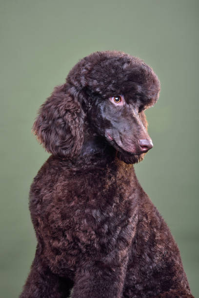 chiot de caniche standard au chocolat - standard poodle photos et images de collection