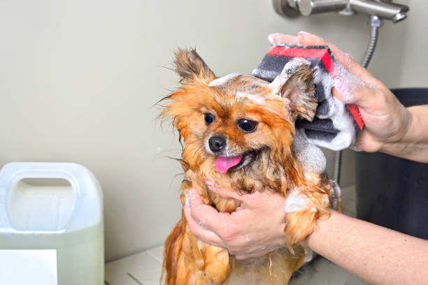 istock Bathing a cute Pomeranian dog 1377871174