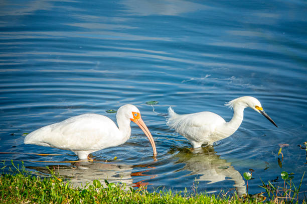 istock white Ibis and Snowy Egret 1377871713