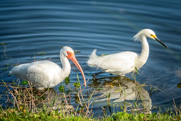 white Ibis and Snowy Egret white Ibis and Snowy Egret wading along the shore searching for food. bird watching stock pictures, royalty-free photos & images