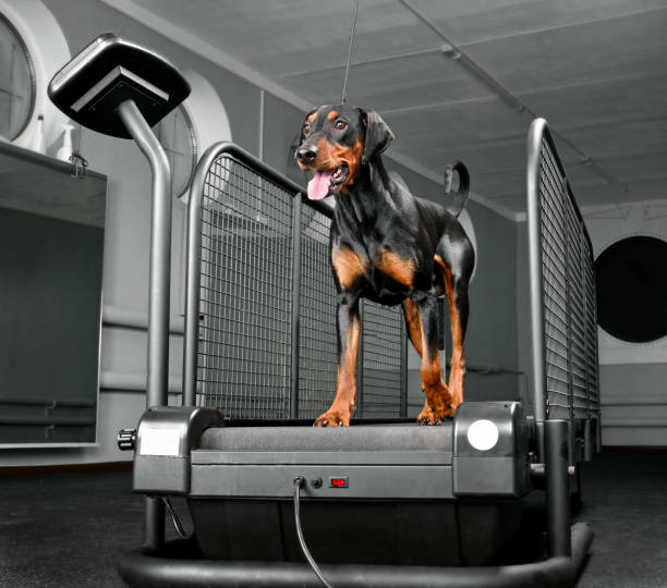 entrenamiento de perros en el club de fitness para perros - exercising sports training sport gym fotografías e imágenes de stock