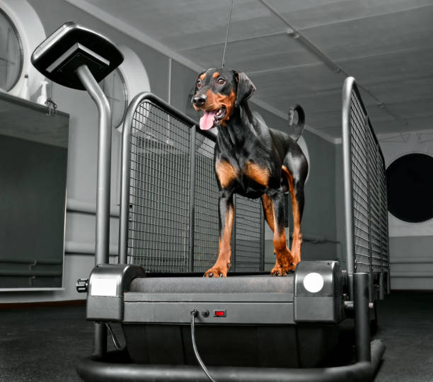 treinamento de cães no clube de fitness de cães - exercising sports training sport gym - fotografias e filmes do acervo