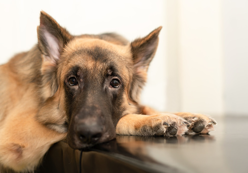 dog wait owner looking door