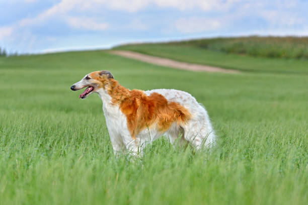istock Beautiful russian borzoi dog 1377878700