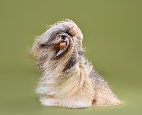 Beautiful Lhasa Apso dog with blowing hair sitting on a green background