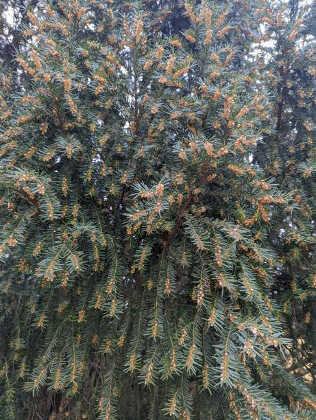 istock Yew - Taxus Baccata 1377882498