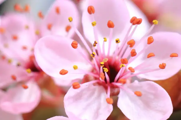 Cherry flowers blooming on black background 

Pollen emerging from anthers