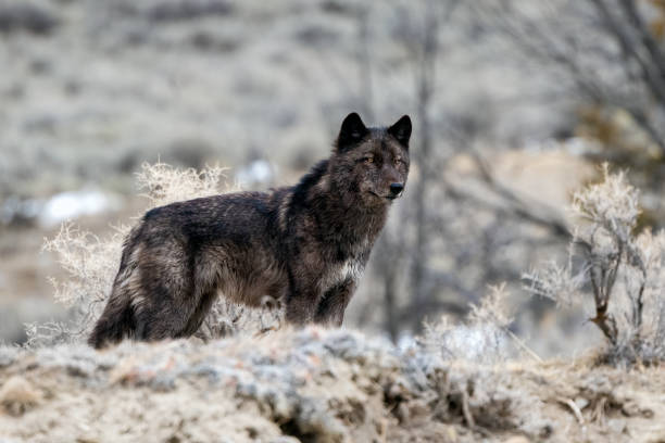 loup noir aux yeux dorés à l’affût dans le parc national de yellowstone - chien sauvage photos et images de collection