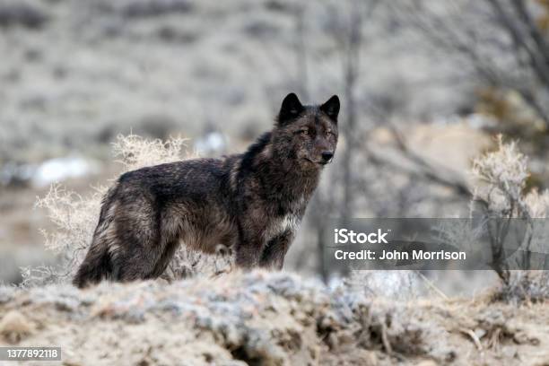 Black Wolf With Golden Eyes On The Lookout In Yellowstone National Park Stock Photo - Download Image Now