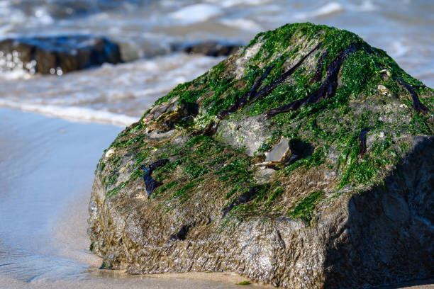 istock Big stone on the seashore. Kijkduin beach. Netherlands. 1377899111