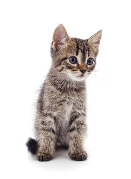 istock Gray little kitten is standing. 1377900890
