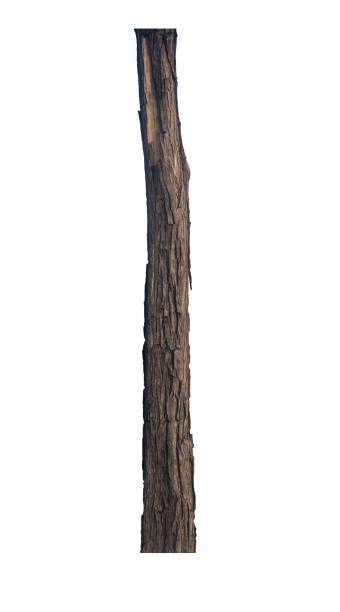 istock bark trunk of the tree stands on a white ground 1377913152