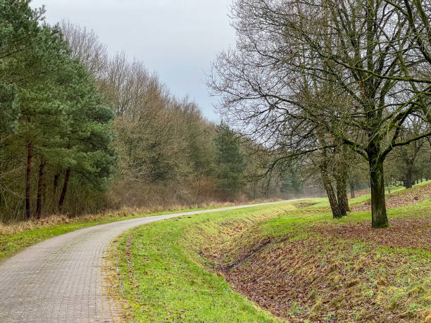 istock A path next to a forest and a meadow in winter in rainy weather. 1377923022