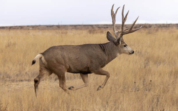 istock Buck Mule Deer Rutting in Colorado in Autumn 1377923033