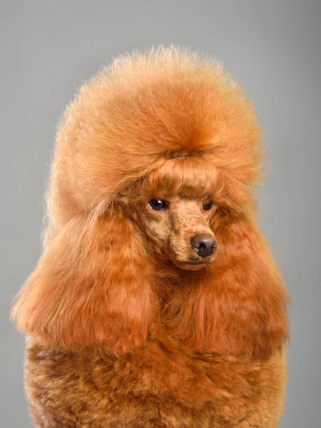 istock Beautiful red toy poodle 1377934315