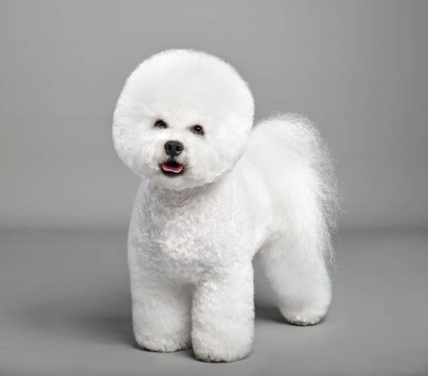 funny white bichon frise - bichon frisé stockfoto's en -beelden