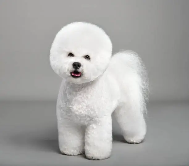 Cute white Bichon Frise dog standing on a gray background